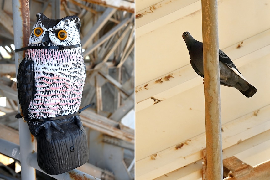 Two images, the left a plastic owl zip-tied to a pole with rafters behind, the second a pigeon on a pole