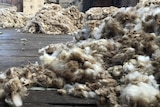 Wool on the floor of a wool shed
