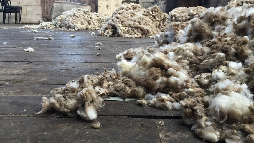 Wool on the floor of a wool shed