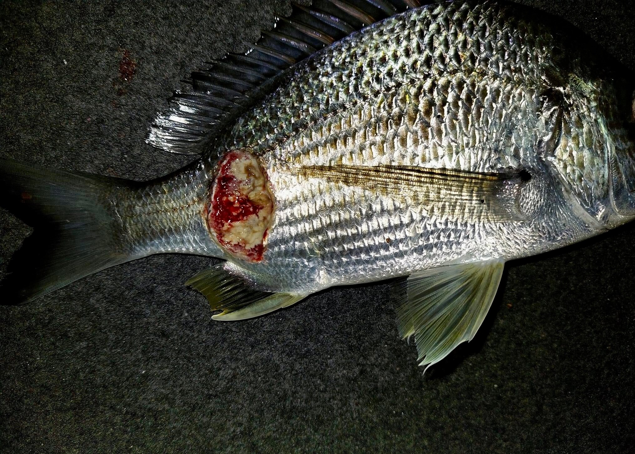 A very nasty ulcer near the tail of a fish.