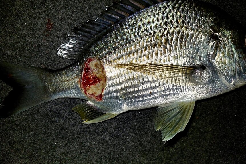 A very nasty ulcer near the tail of a fish.