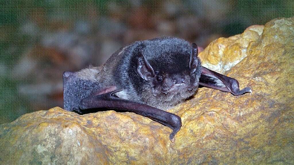 Holy Bat Box Batman! - Gardening Australia
