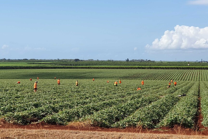 Farm workers in a paddock near Bundaberg