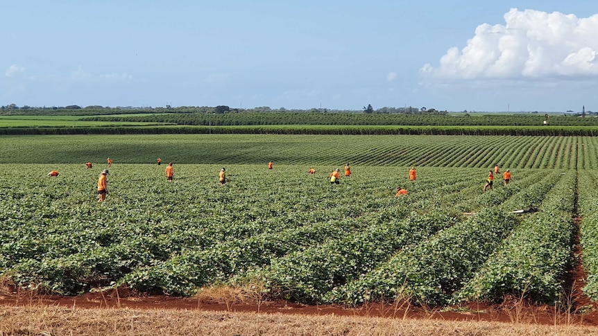 Farm workers in a paddock near Bundaberg