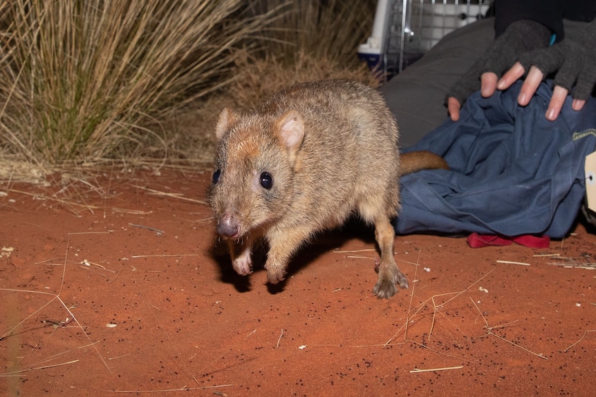 small bilby-like marsupial hopping on red dirt