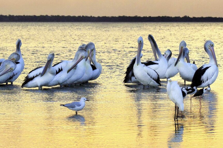 A group of pelicans in shallow water.
