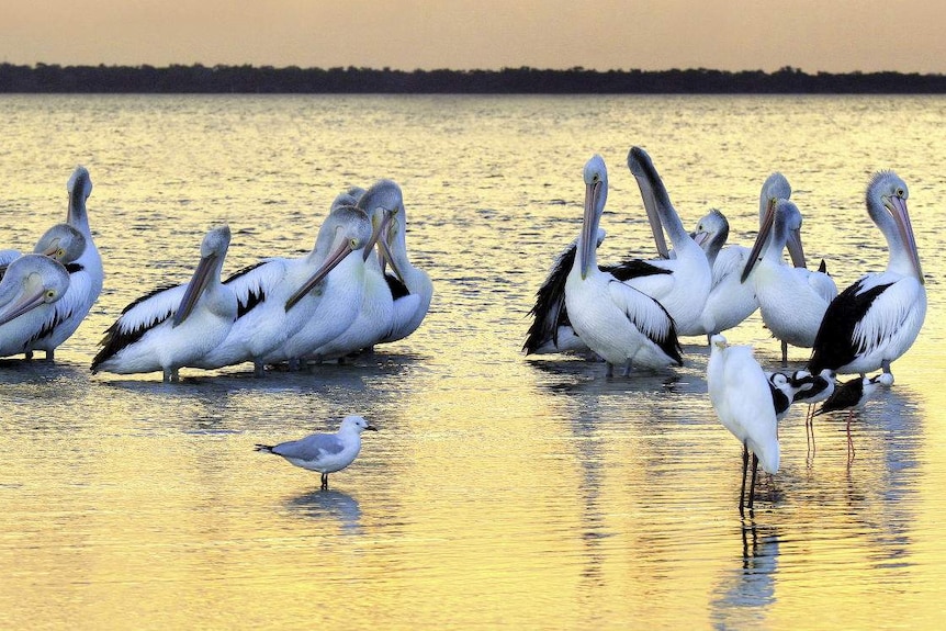 A group of pelicans in shallow water.