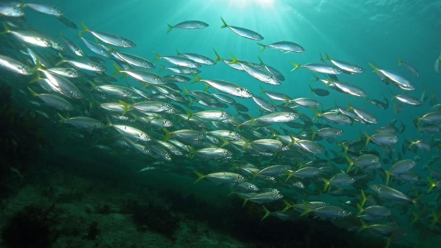 A school of fish swimming over an artificial reef.