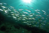 A school of fish swimming over an artificial reef.