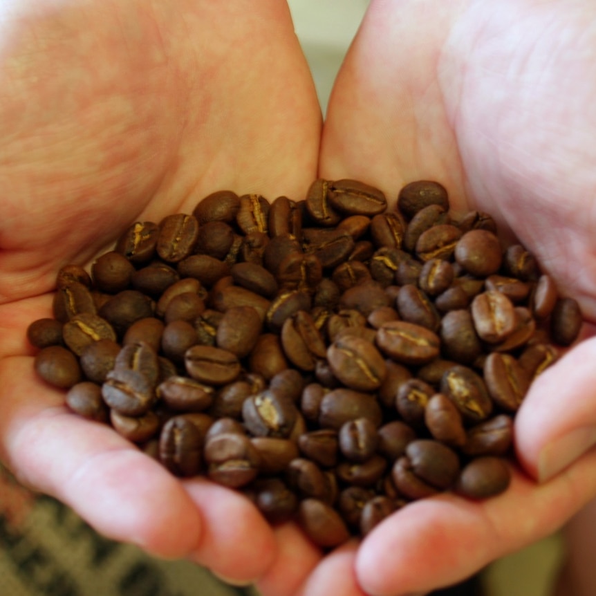 Sam Wiilliams holding locally grown coffee beans from Green Lane Plantation in his hands.