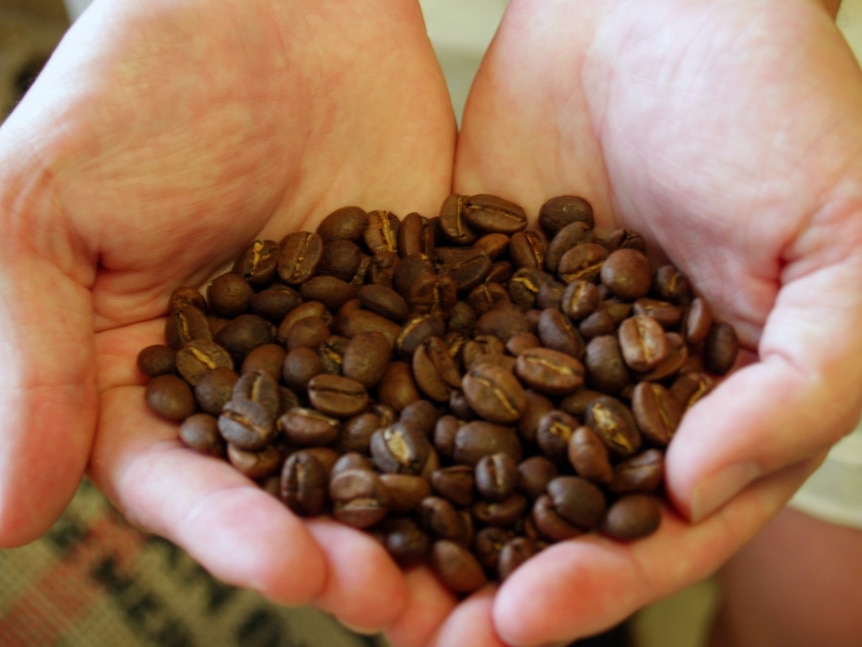 A pair of cupped hands hold roasted coffee beans.
