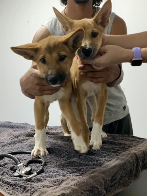 Dingo puppies sitting on vet's clinic table.