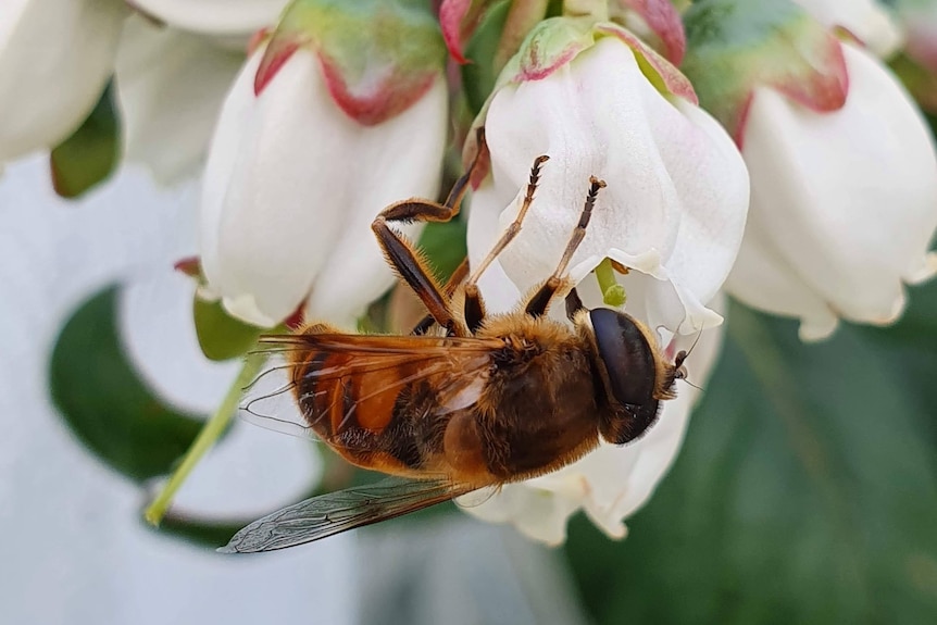 Hover fly on blueberry flower