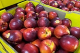 Nectarines in a box.