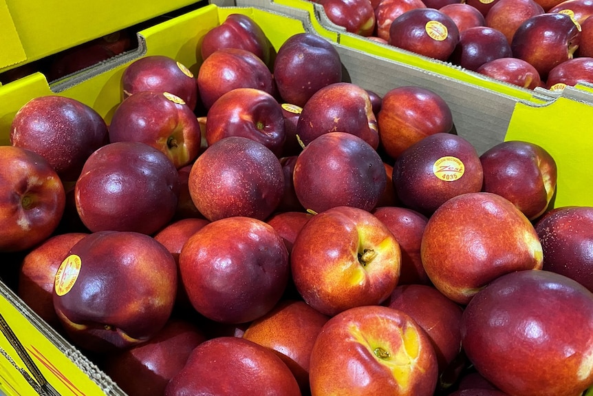 Nectarines in a box.