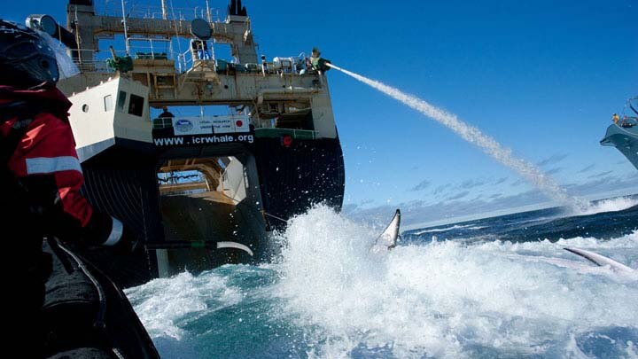 Sea Shepherd workers from the Bob Barker try to stop the Nisshin Maru loading a dead whale