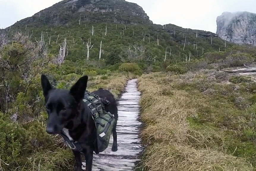 Dog in Tasmanian national park