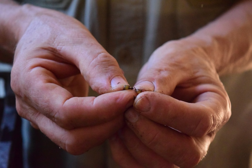 Two worms eggs, the size of a grain of rice, being held between a man's thumb and fingers.