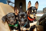 Three Kelpie puppies