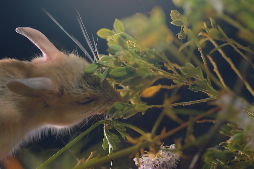 A small mouse nibbling a plant
