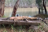 A skinned crocodile on a riverbank.