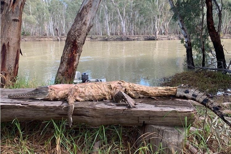 A skinned crocodile on a riverbank.