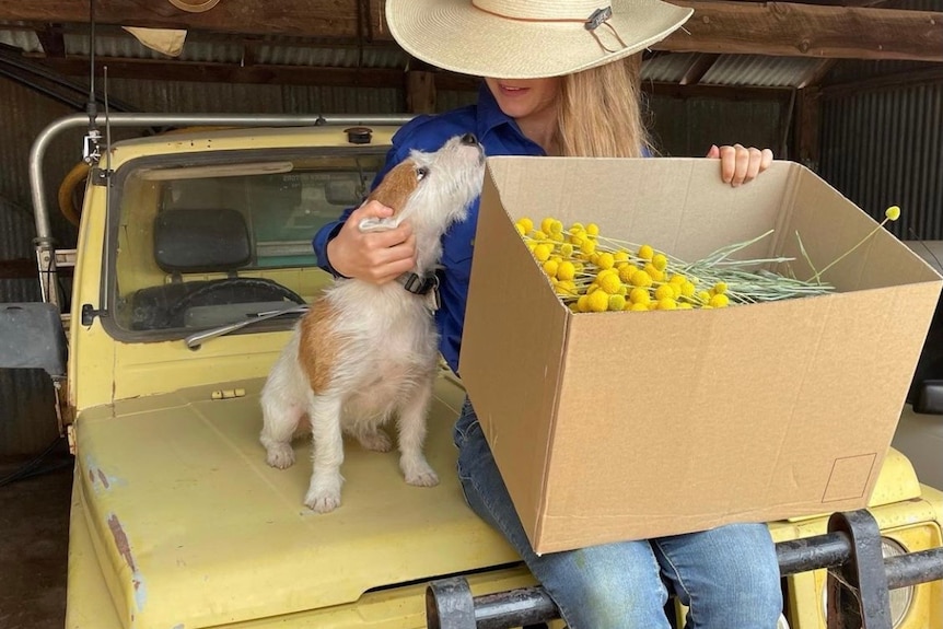 A girl sits on the bonnet of an old jeep beside her dog and holding a box of bright yellow flowers