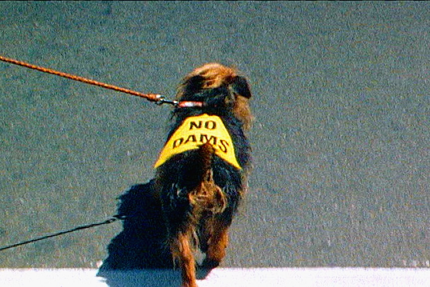 A small dog on a leash wearing a yellow jacket that says "No Dams".