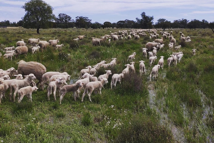 white sheep walking through flood water