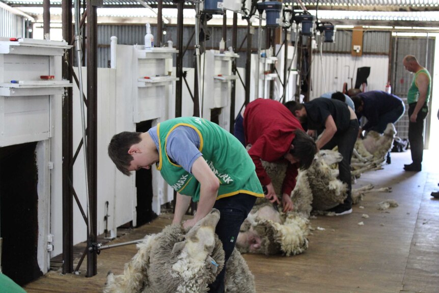 A dark-haired teenage boy wearing a green singlet shears a sheep, with 4 other young shearers lined up behind him.