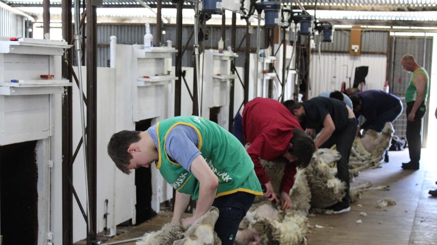 A dark-haired teenage boy wearing a green singlet shears a sheep, with 4 other young shearers lined up behind him.