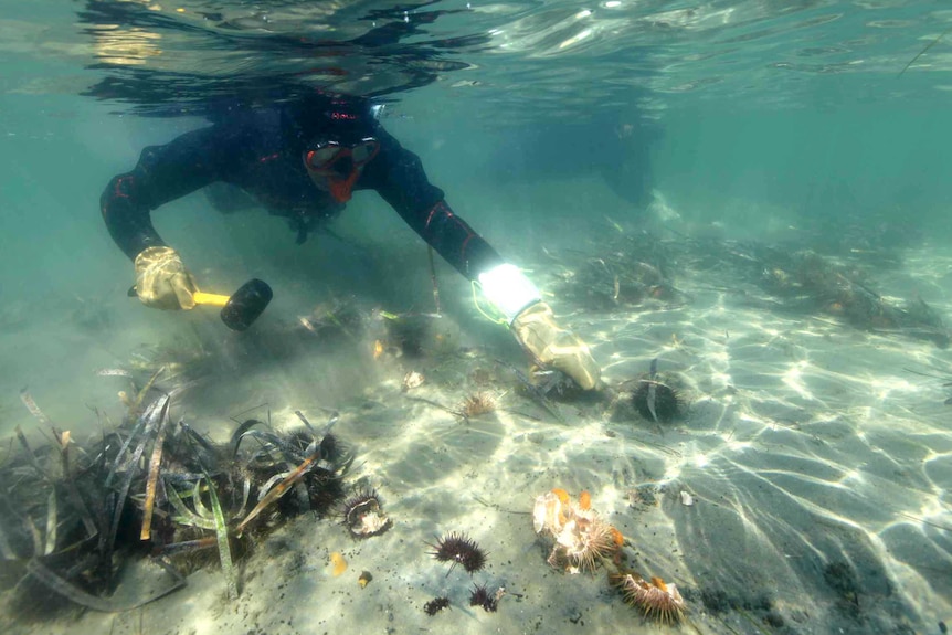 urchin cull