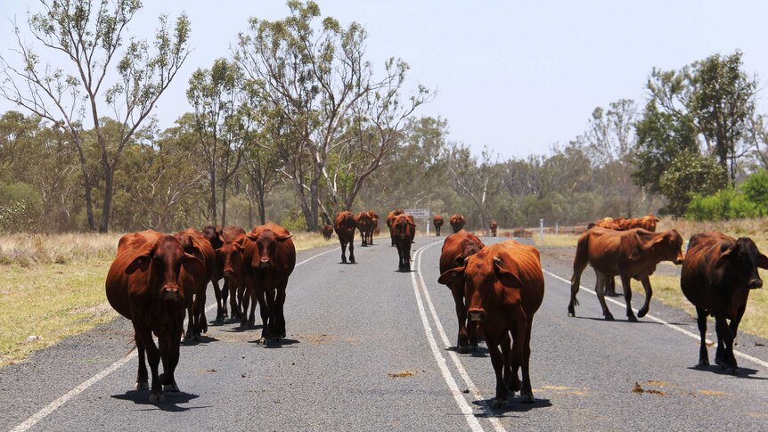 Cattle on the road in western Queensland.