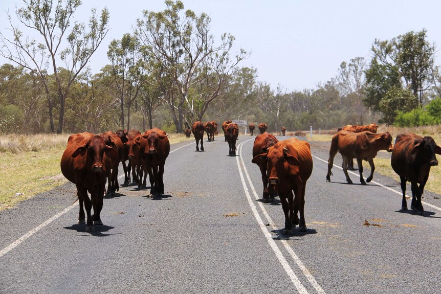 Cattle on the road in western Queensland.
