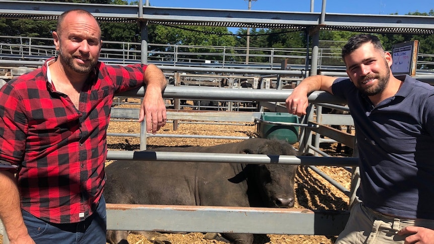 Two men stand in front of a saleyard with a cow