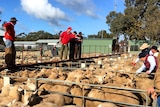 Lamb sales at Warracknabeal