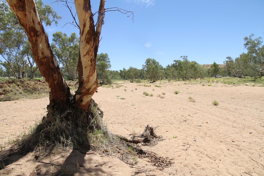 A tree in the dry Todd River in Alice Springs