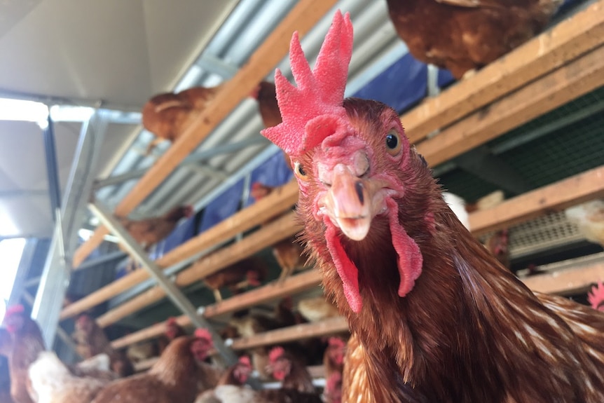 A chook gets very close to the camera lens.
