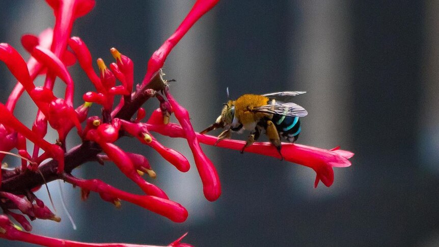 A blue banded bee sits on a red native flower.