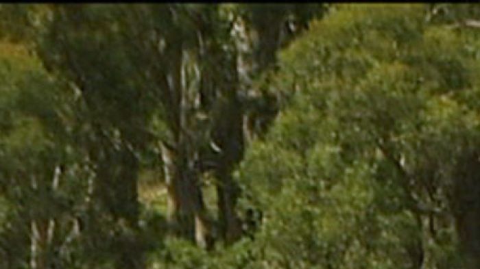 Cattle grazing in Victoria's Alpine National Park