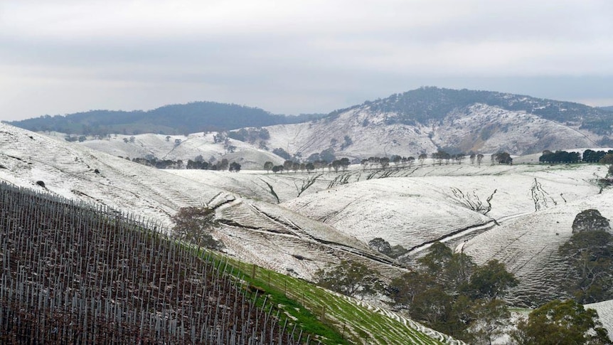 Hail covers the landscape in the Barossa Valley