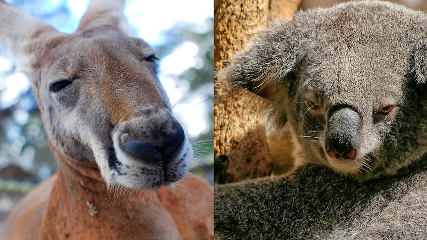 A composite image of a very close-up kangaroo face at left, and a sleepy grumpy koala face at right.