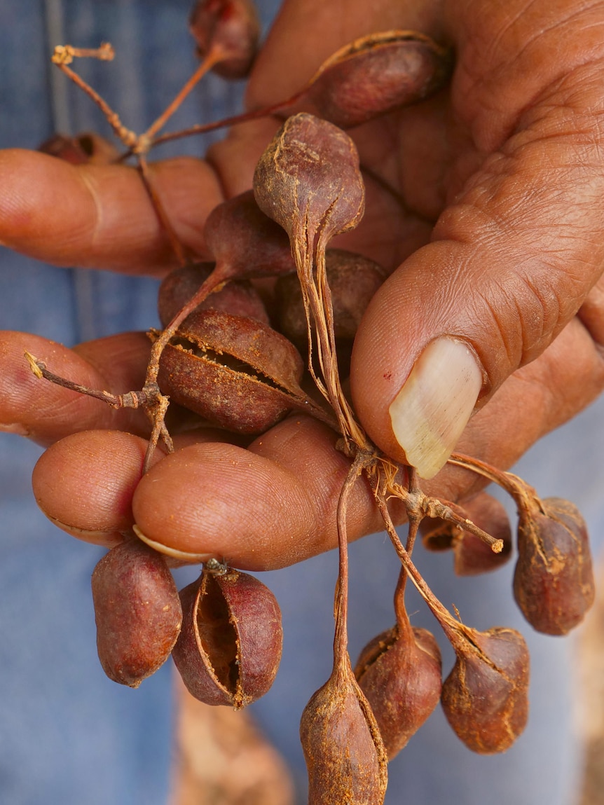 Close up of Raymonds hand holding the seeds