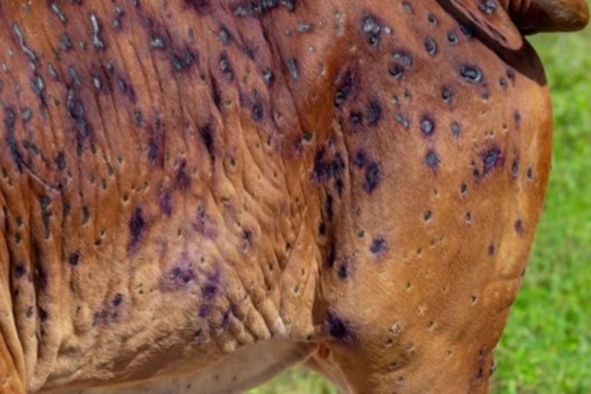 A close-up of lumpy skin disease on a cow
