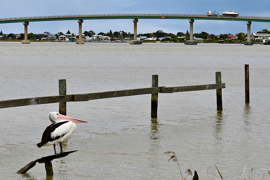 A pelican on the River Murray in front of the Hindmarsh Island Bridge