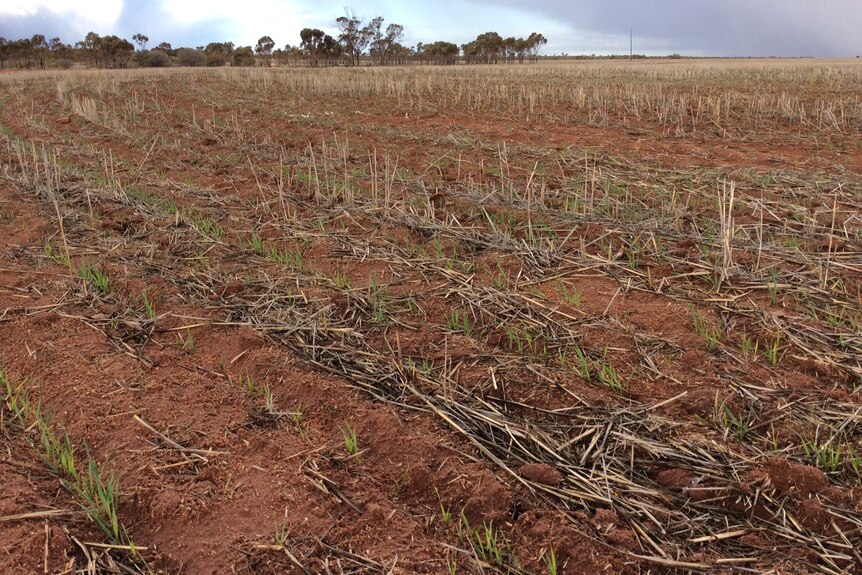 Vicki Miguel's dry wheat crop at her farm at Beacon in WA's Wheatbelt