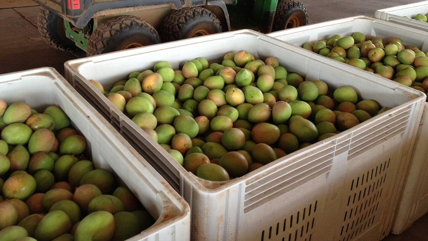 Mangoes grown at Pine Creek in the Northern Territory