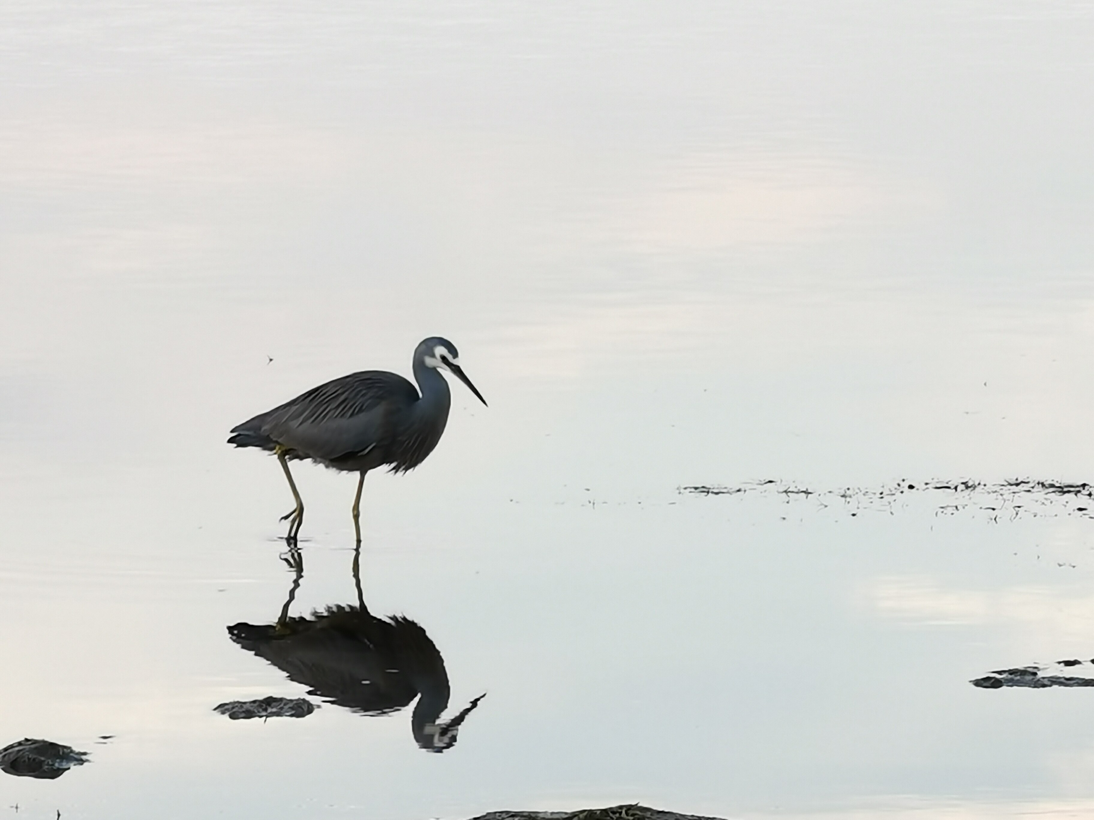 A bluey-grey bird with a white face and black beak wading through mirror-like water.