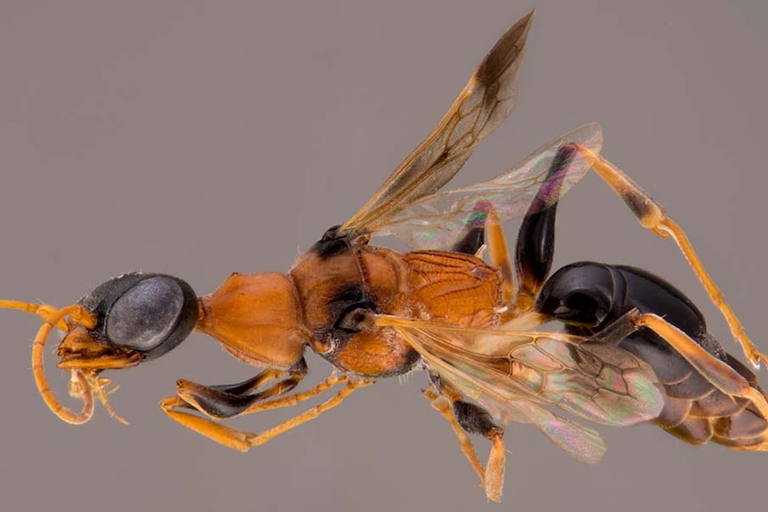 Soul-sucking dementor wasp