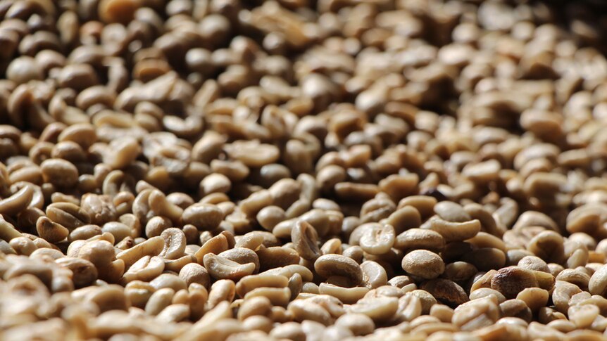 Unroasted coffee beans